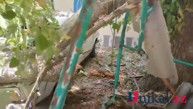 Mingəçevirdə ağac avtomobilin üzərinə aşdı - VİDEO